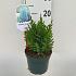 Juniperus chin. 'Stricta'
