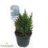 Juniperus chin. 'Stricta'