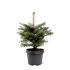 Abies koreana