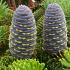Abies koreana