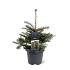 Abies koreana