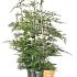 Cupressocyparis leylandii