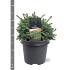 Picea glauca 'Echiniformis'