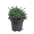Picea glauca 'Echiniformis'