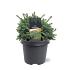 Picea glauca 'Echiniformis'