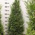 Thuja pl. 'Martin'