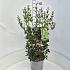 Osmanthus heterophyllus
