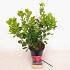 Cotinus cog. Smokey Joe