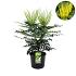 Mahonia media 'Charity'