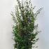 Osmanthus burkwoodii