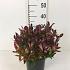 Leucothoe 'Zeblid'