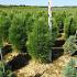 Pinus nigra 'Green Tower'