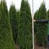 Thuja occ. 'Smaragd'