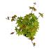 Acer shirasawanum 'Jordan'