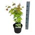 Acer shirasawanum 'Jordan'