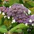 Hydrangea asp. 'Macrophylla'
