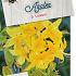 Rhododendron (AP) 'Luteum'