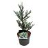 Abies koreana 'Silberlocke'