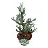Abies koreana 'Silberlocke'