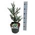 Abies koreana 'Silberlocke'
