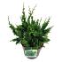 Chamaecyparis o. 'Teddy Bear'