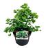 Ginkgo biloba 'Mariken'