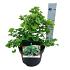 Ginkgo biloba 'Mariken'