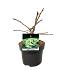 Ginkgo biloba 'Mariken'