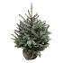 Picea pungens 'Super Blue Seedling'