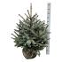 Picea pungens 'Super Blue Seedling'