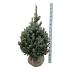 Picea pungens 'Super Blue Seedling'