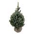 Picea pungens 'Super Blue Seedling'