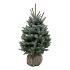 Picea pungens 'Super Blue Seedling'