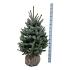 Picea pungens 'Super Blue Seedling'