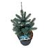 Picea pungens 'Super Blue Seedling'