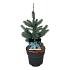 Picea pungens 'Super Blue Seedling'