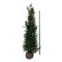 Thuja pl. 'Martin'