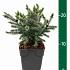 Picea glauca 'Echiniformis'