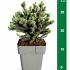 Picea glauca 'Echiniformis'