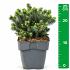 Picea glauca 'Echiniformis'