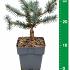 Picea pungens 'Karpaten'