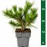Pinus densiflora 'Jane Kluis'