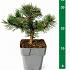 Pinus mugo 'Humpy'