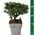 Pinus mugo 'Humpy'