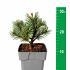 Pinus mugo 'Mops'