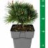 Pinus mugo 'Mops'