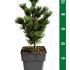 Pinus parviflora 'Negishi'