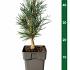 Pinus sylvestris 'Fastigiata'