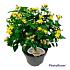 Hypericum 'Miracle Blossom'