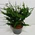 Chamaecyparis o. 'Teddy Bear'